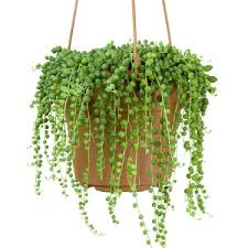 bead plant