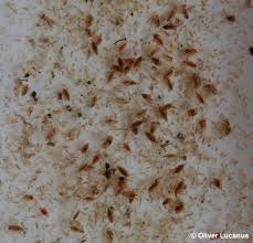 daphnia fish food
