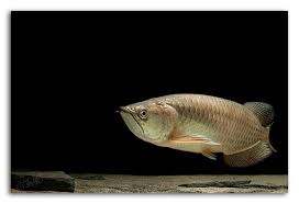 jardini arowana