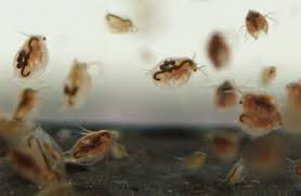 daphnia fish food