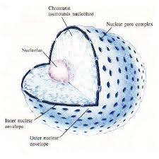 nucleus
