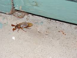beetle identification pictures