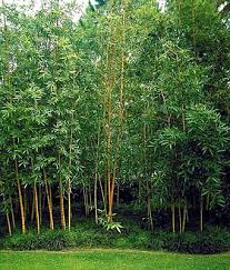 bamboo alphonse karr