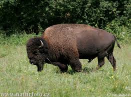 american bison