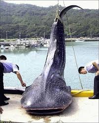 whale shark fish