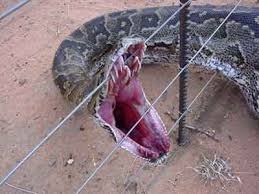 snake pictures