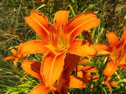 orange daylily