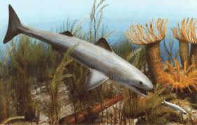 ordovician period