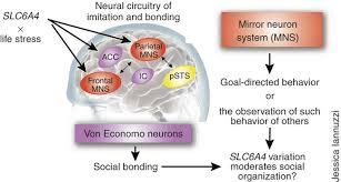 social cognition