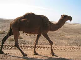 صور جمل من ملك روحي  CAMEL.sized