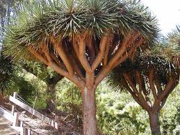 Socotra Island