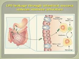 leaky gut syndrome