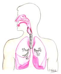 dibujo del aparato respiratorio