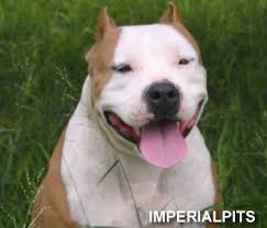 american pit bull terrier