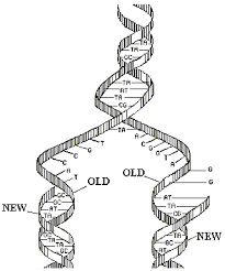 dna strands