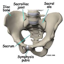 pelvic bone