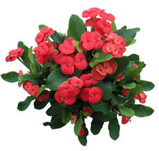 euphorbia