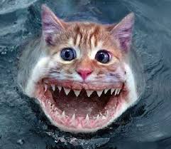 largest catfish pictures