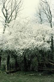 cherry plum