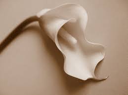 fine art flower