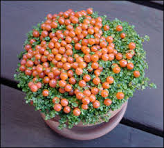 bead plant