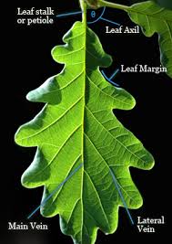 tree identifaction
