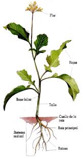 organos vegetales