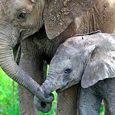 picture of elephant