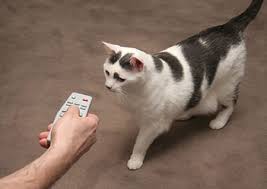 remote control cats