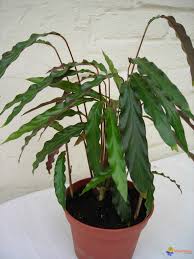 plante interieur