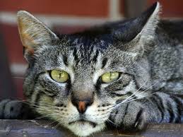 domestic cat photos