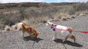 cat on leash