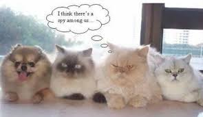 free funny jokes