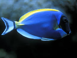 http://t0.gstatic.com/images?q=tbn:Tv1Me5rr379G0M:www.saversplanet.com/wallpapers/blue-fish-wallpapers_6581_1024.jpg