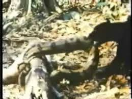 anaconda vs jaguar