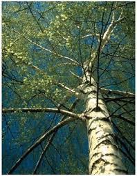 pictures birch tree