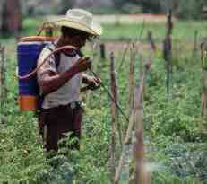 herbicide resistant crops