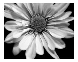 black & white poster