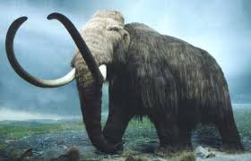 woolly mammoth