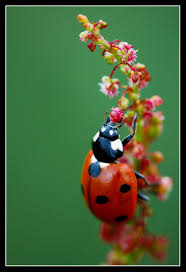 ليدي بيرد Jack_the_ladybird_by_MessiahKhan