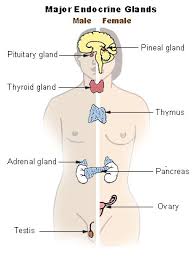 diagram endocrine system