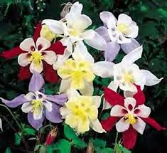 columbine plants