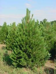 austrian pine