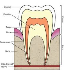 tooth1 277x300 Dientes a partir de Células madre