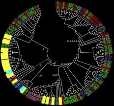 phylogenetic tree