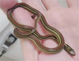 ribbon snake