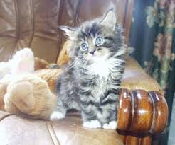 main coon cats