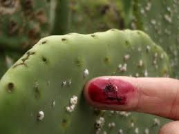 cochineal red