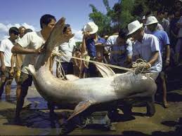mekong river catfish