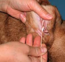 dog ear mites